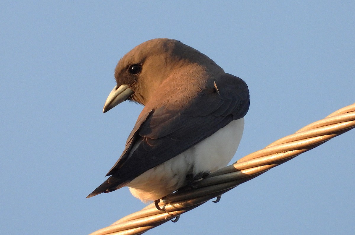 White-breasted Woodswallow - ML642697030