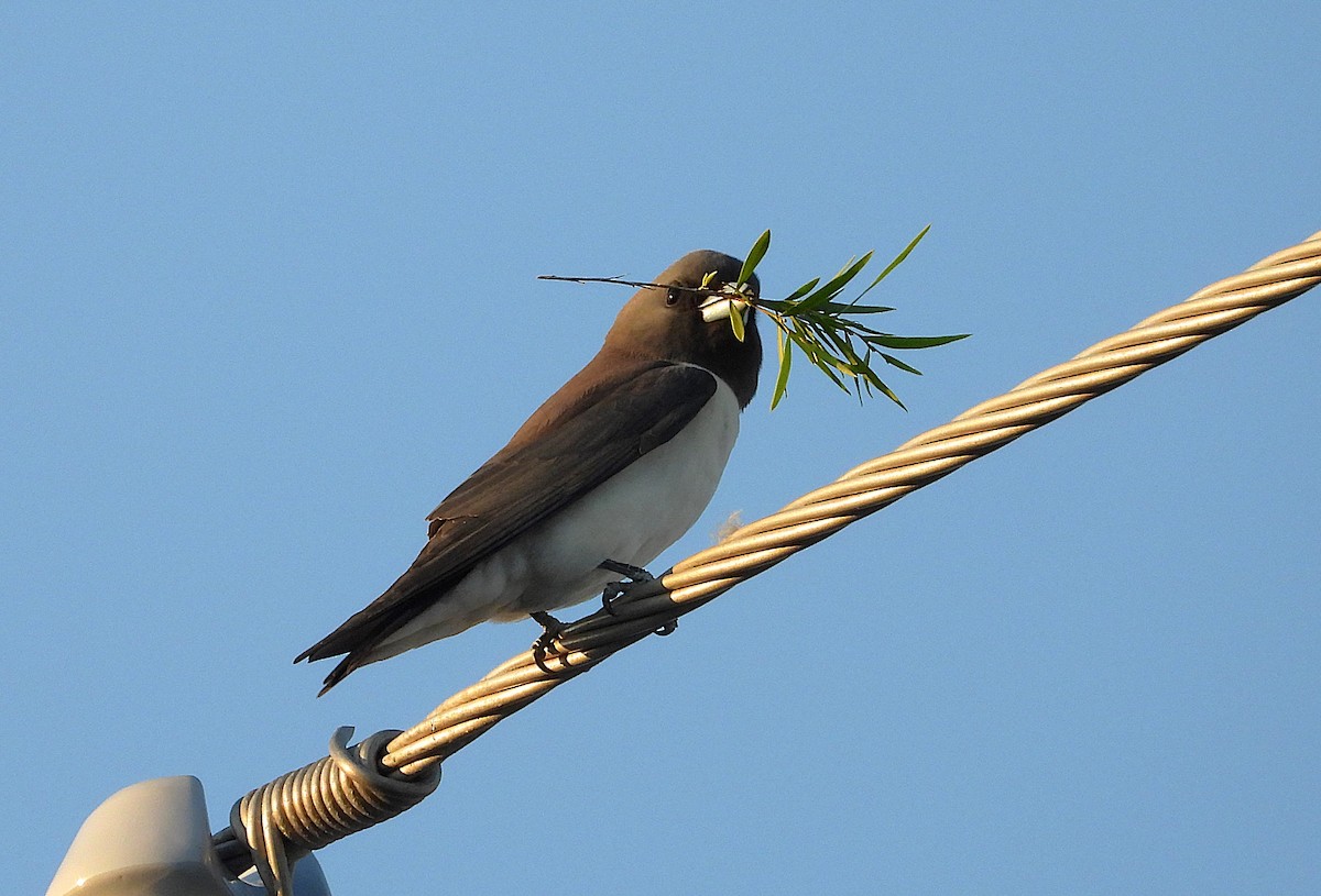 White-breasted Woodswallow - ML642697031