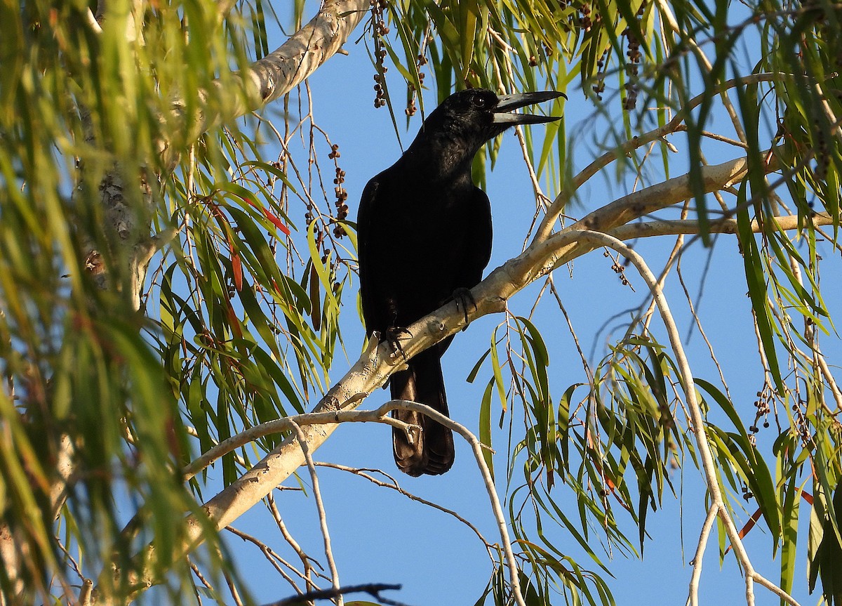 Black Butcherbird - ML642697032
