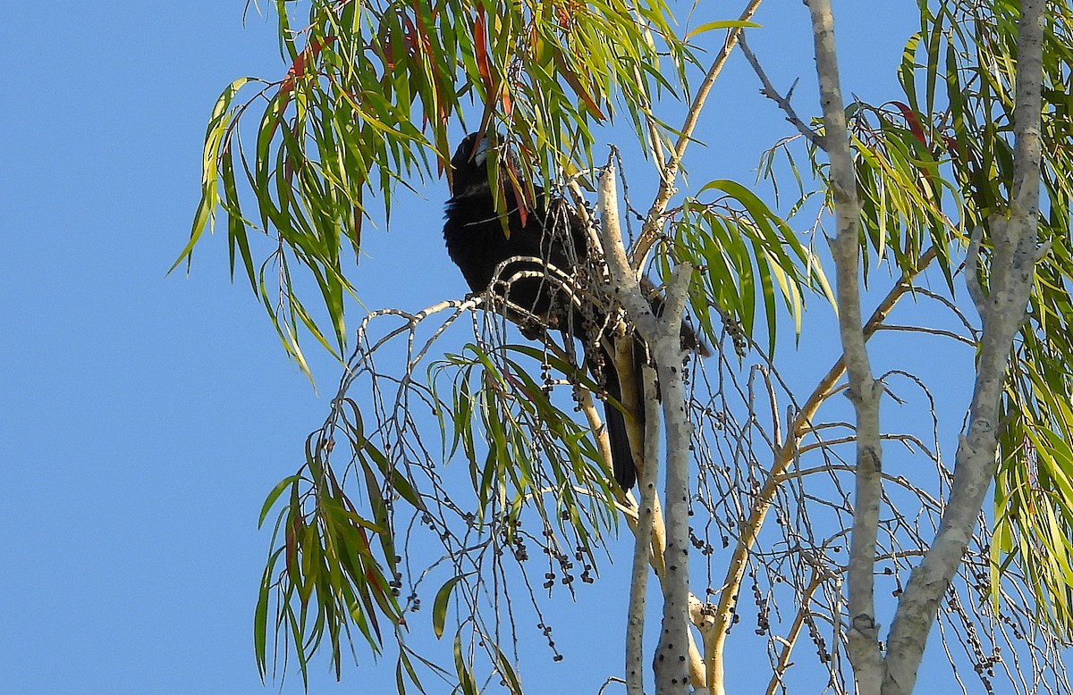 Black Butcherbird - ML642697033
