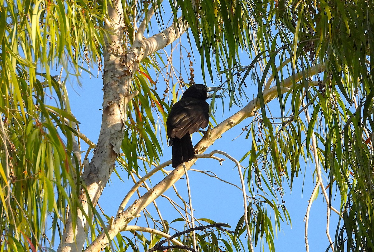 Black Butcherbird - ML642697034