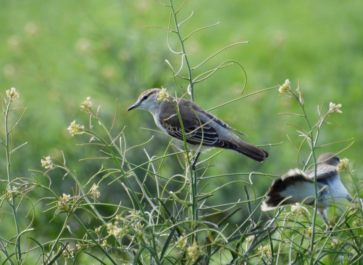 White-winged Triller - ML642697035