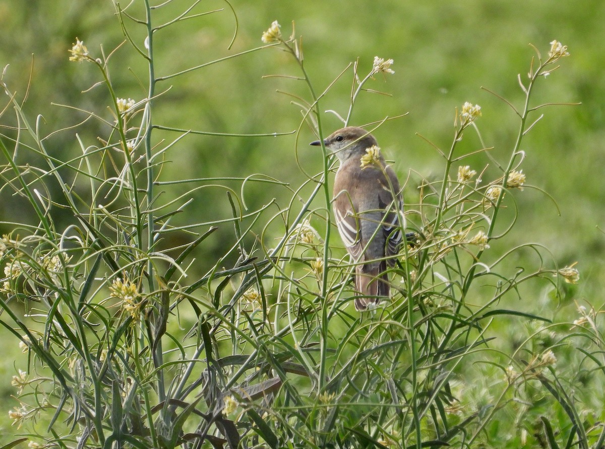 White-winged Triller - ML642697036
