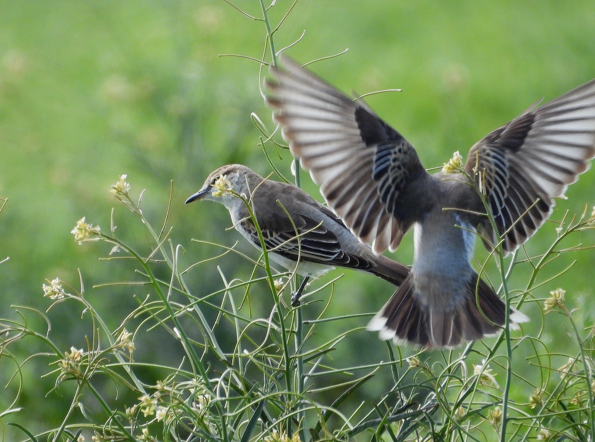 White-winged Triller - ML642697037