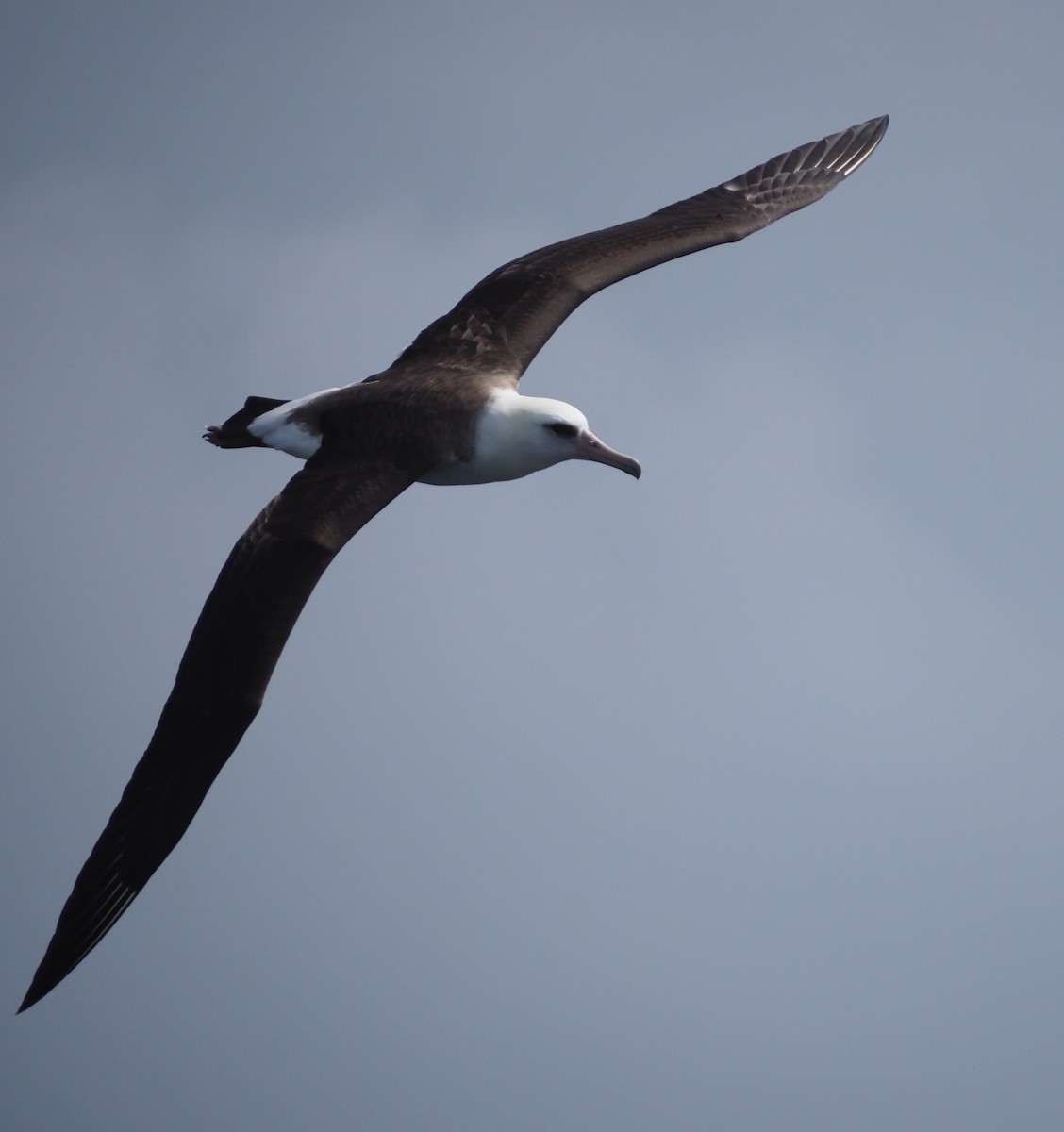 Albatros de Laysan - ML642697081