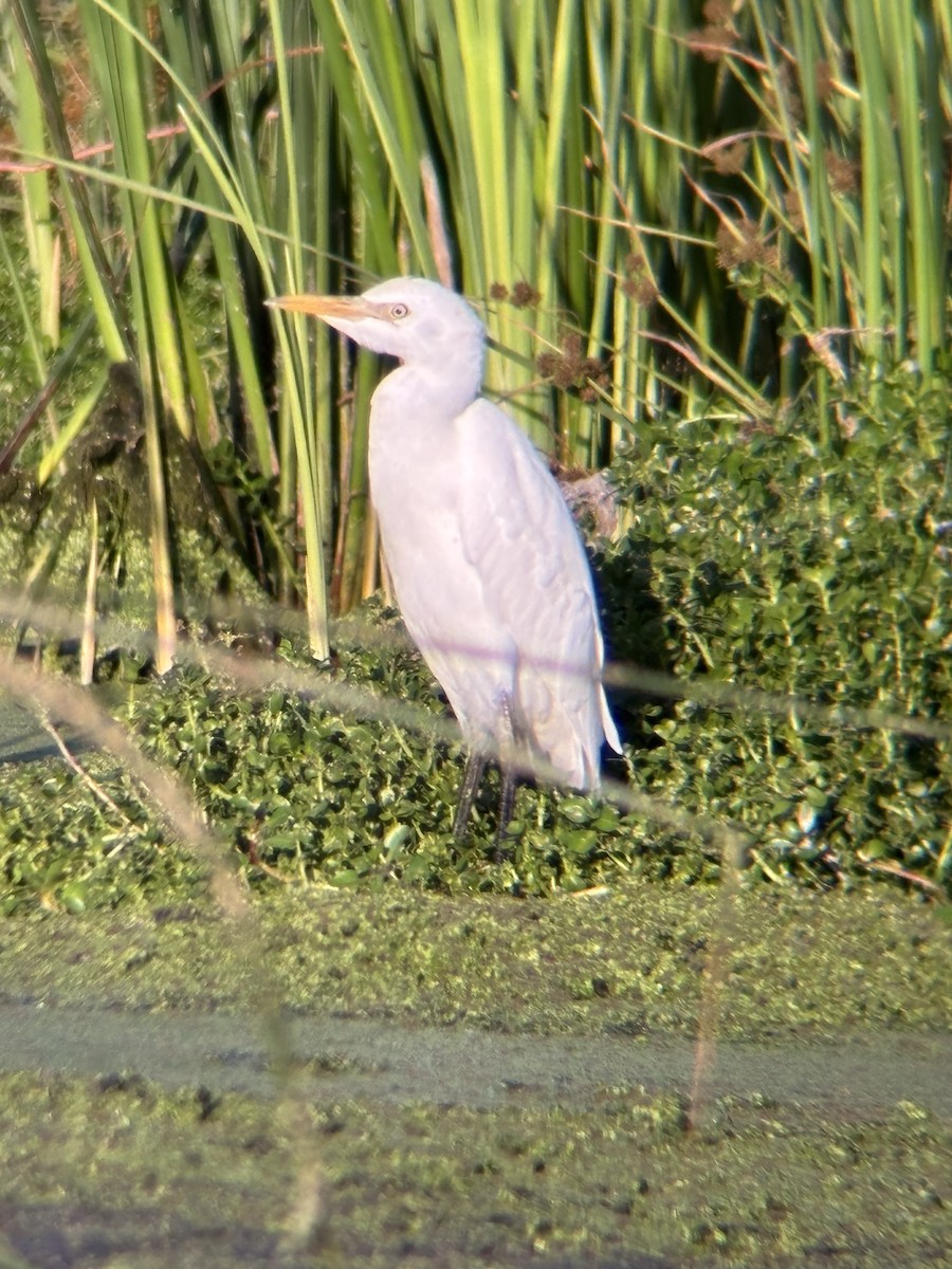 ニシアマサギ - ML642697088