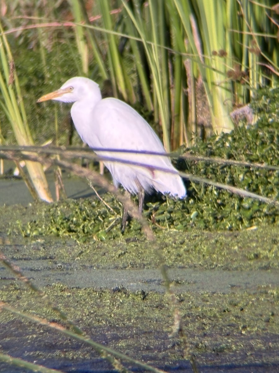 ニシアマサギ - ML642697089