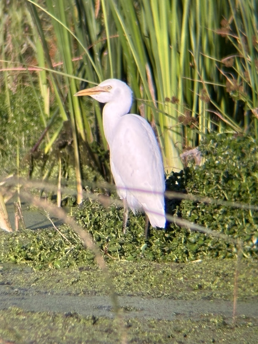 ニシアマサギ - ML642697090