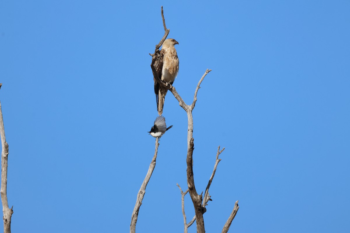 Коршун-свистун - ML642697113