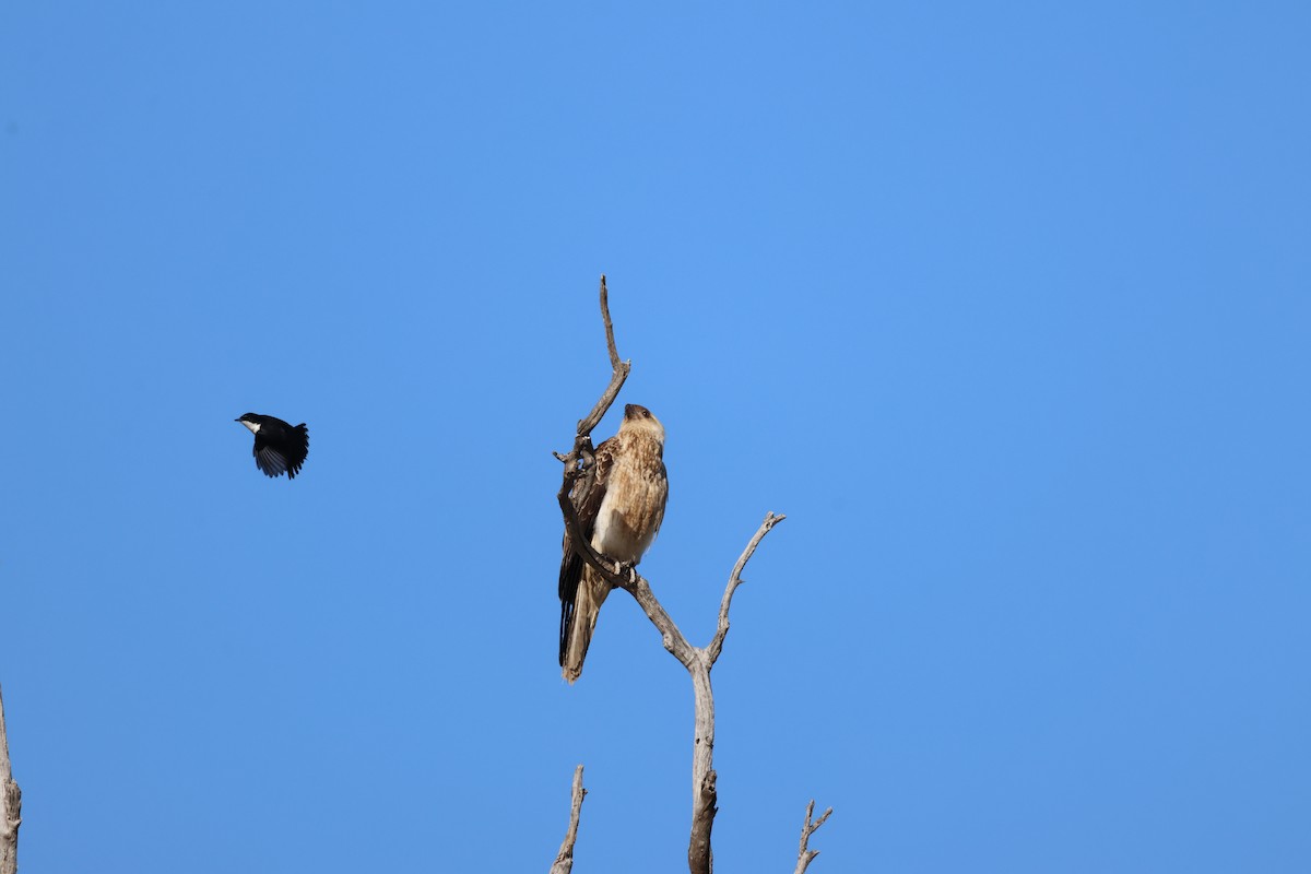Коршун-свистун - ML642697114