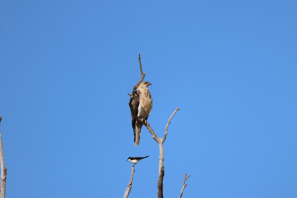 Коршун-свистун - ML642697116
