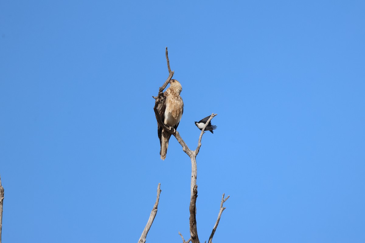 Коршун-свистун - ML642697118