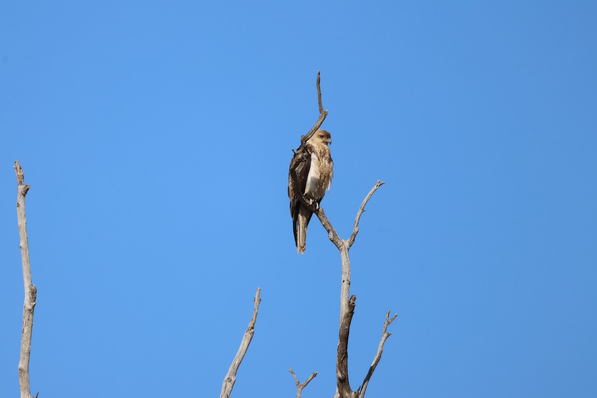 Коршун-свистун - ML642697120
