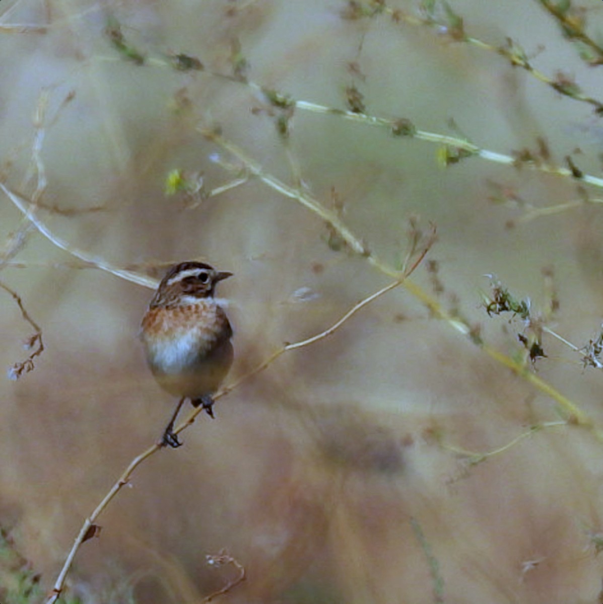 Whinchat - ML642697161