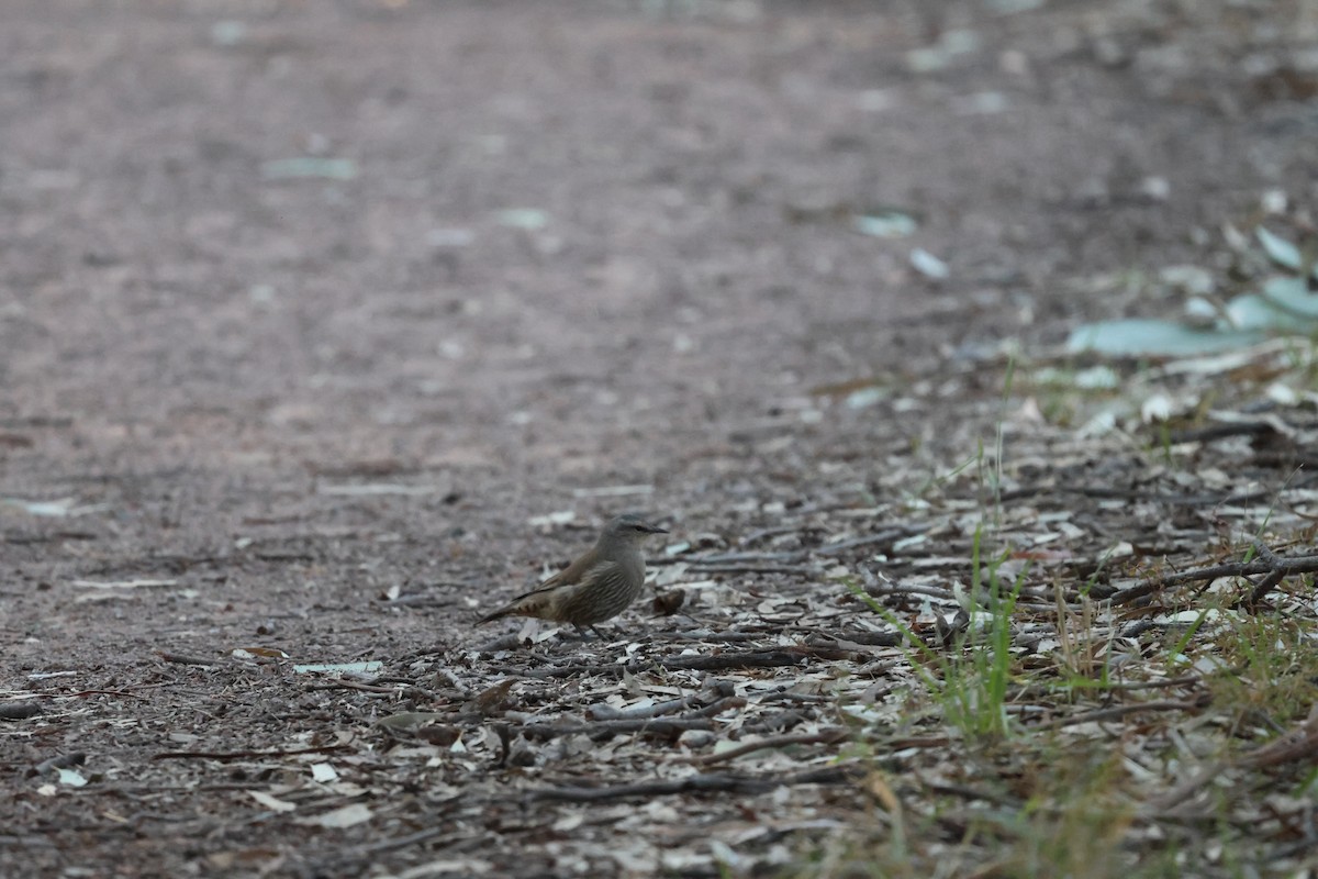 Brown Treecreeper - ML642697164