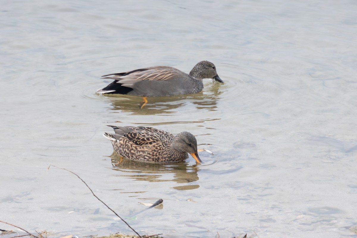Gadwall - ML642697167