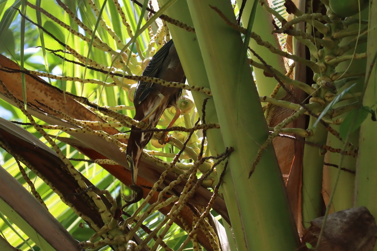 Green Heron - ML642697169