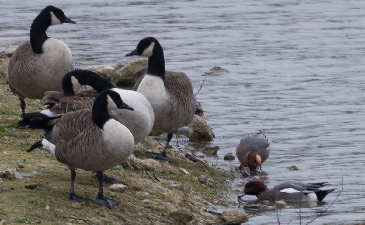 Eurasian Wigeon - ML642697170