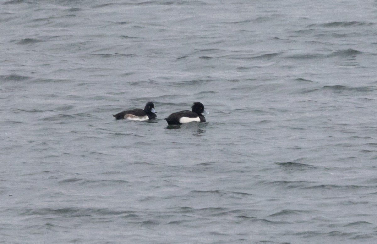 Tufted Duck - ML642697171