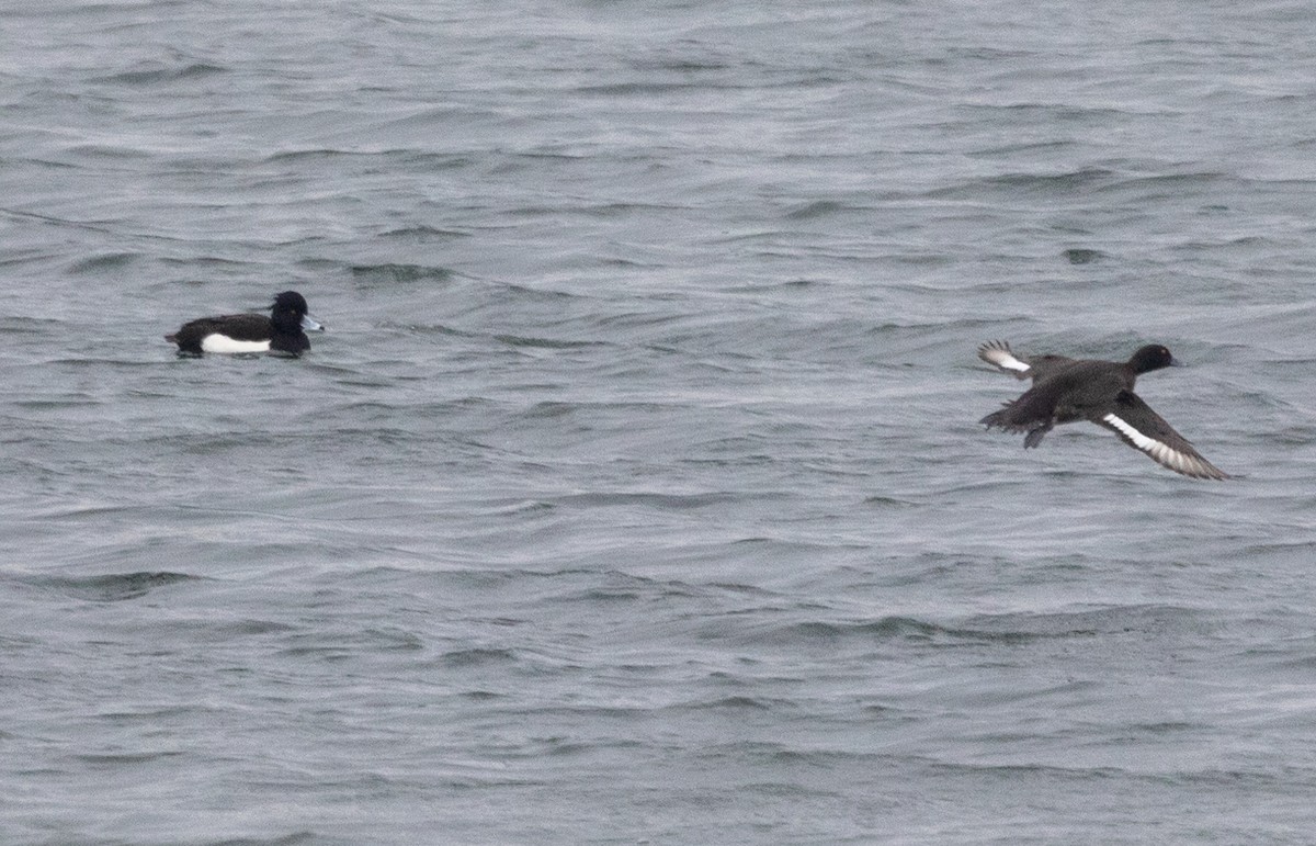 Tufted Duck - ML642697172