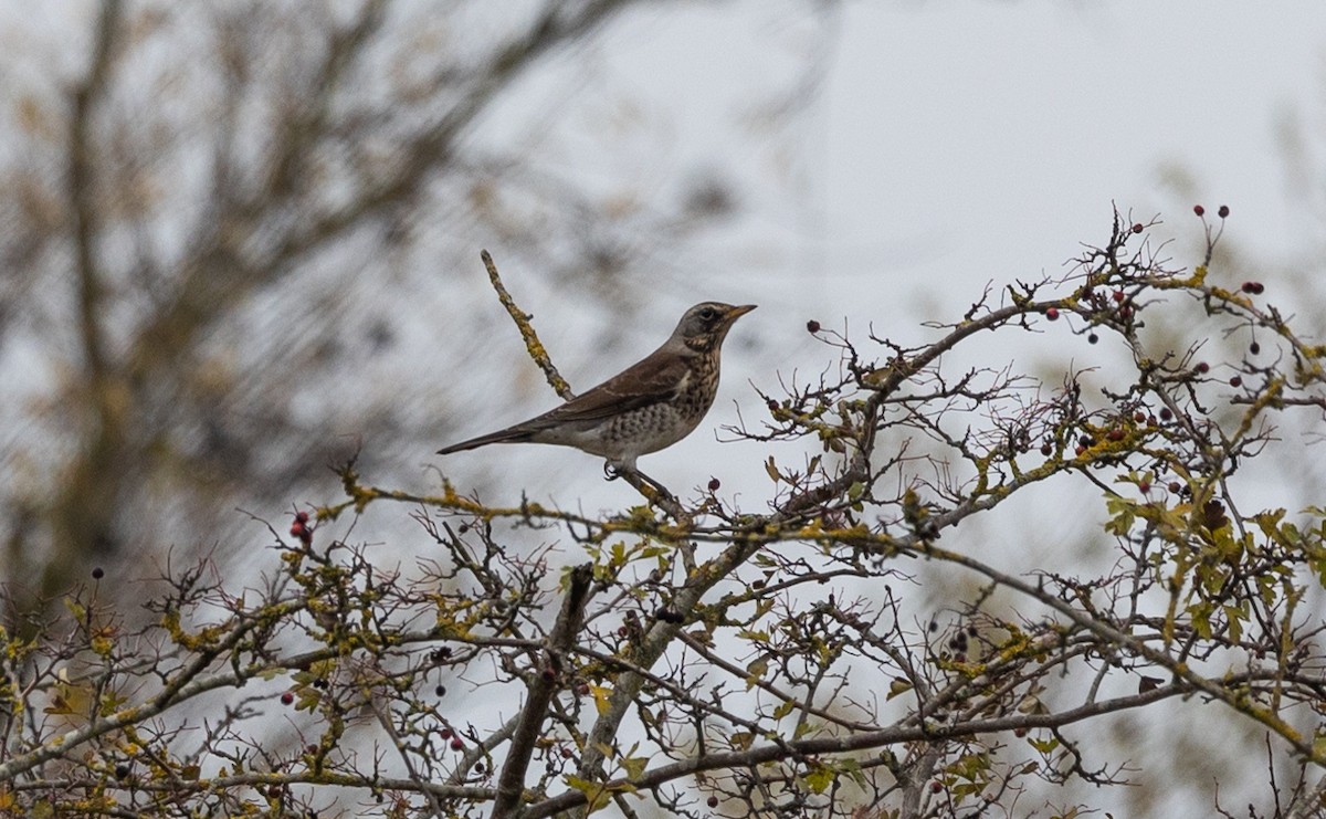 Fieldfare - ML642697175