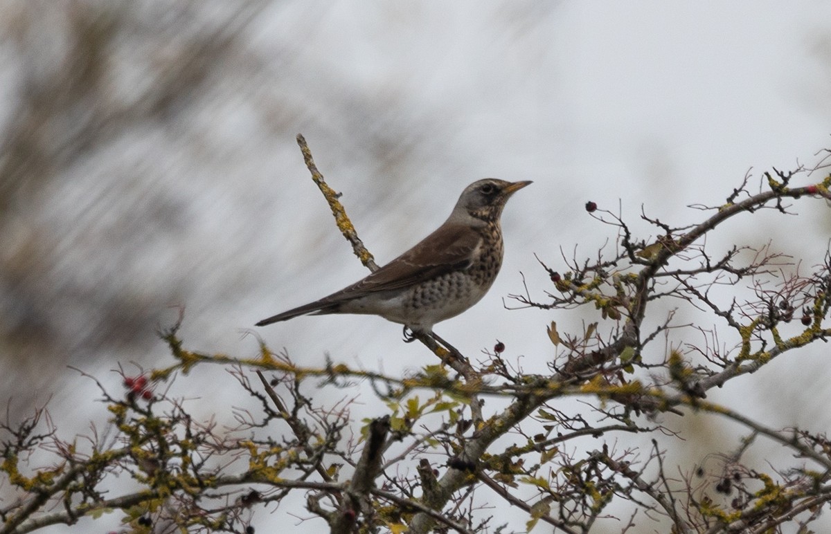 Fieldfare - ML642697176
