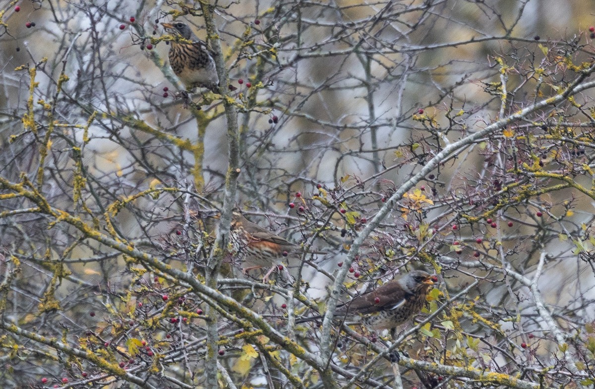 Fieldfare - ML642697177
