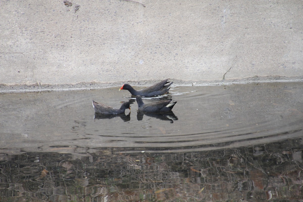 Dusky Moorhen - ML642697178