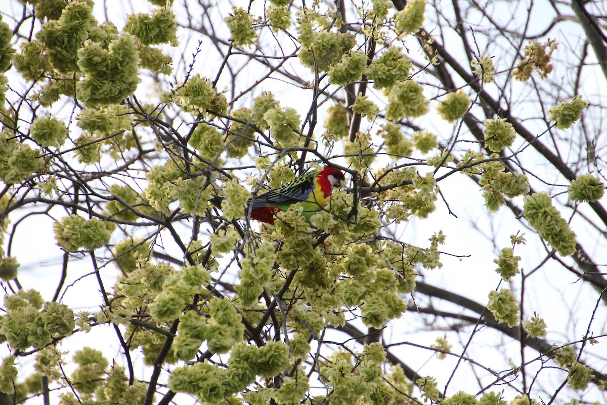 Eastern Rosella - ML642697181