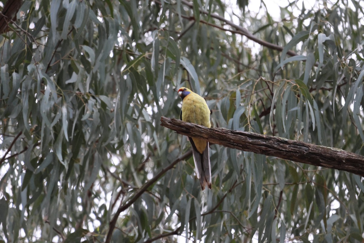 Crimson Rosella - ML642697182