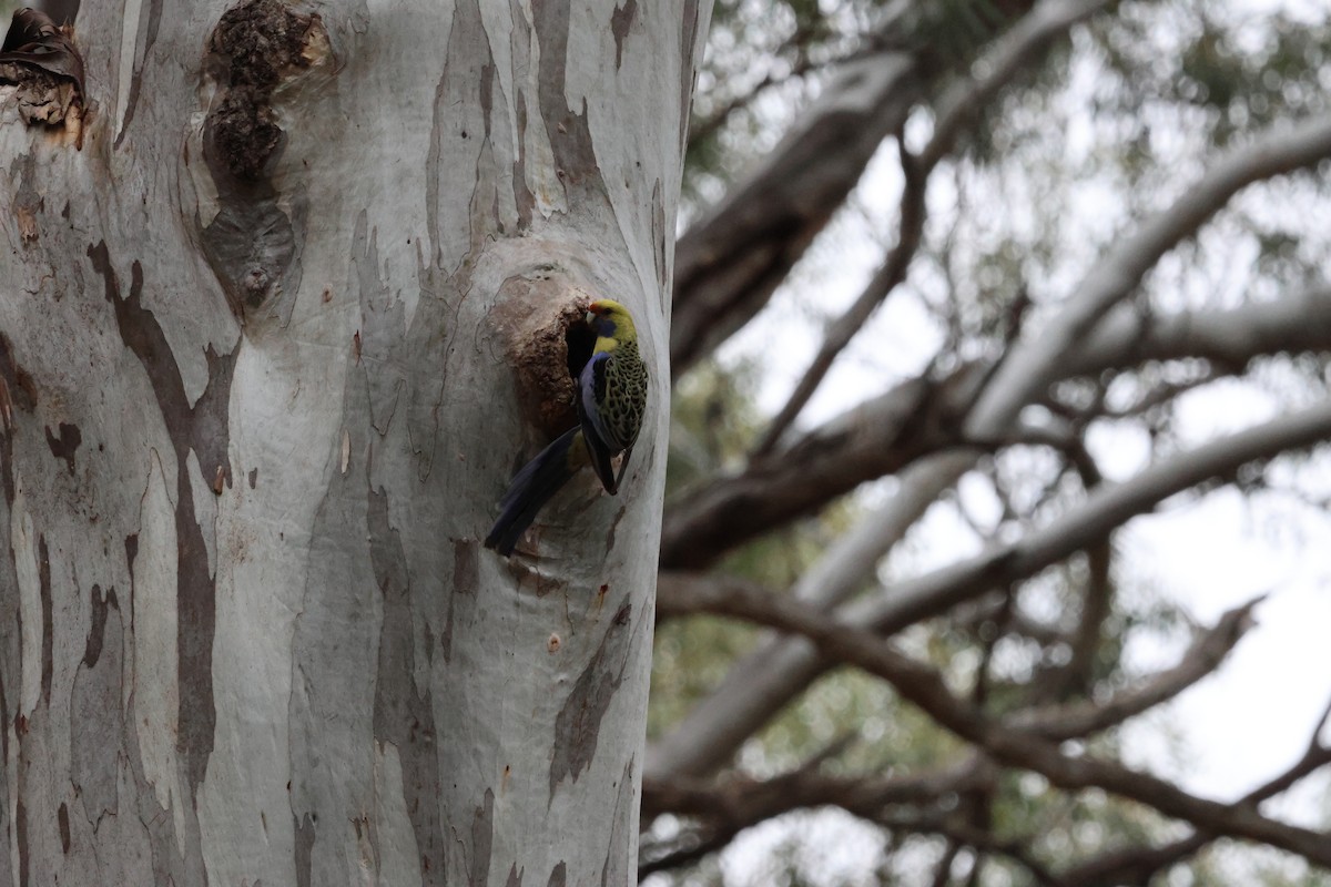Crimson Rosella - ML642697183