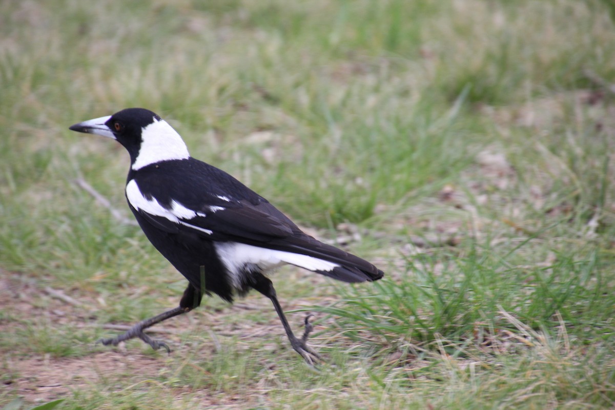 Australian Magpie - ML642697185