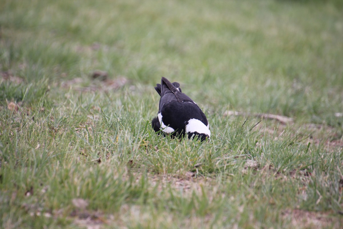 Australian Magpie - ML642697187