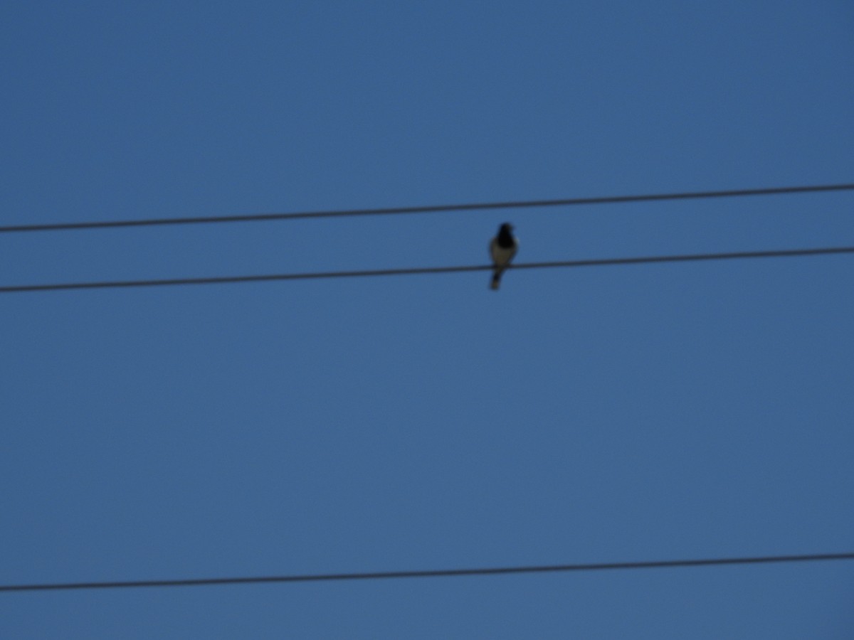 Pied Butcherbird - ML642697192