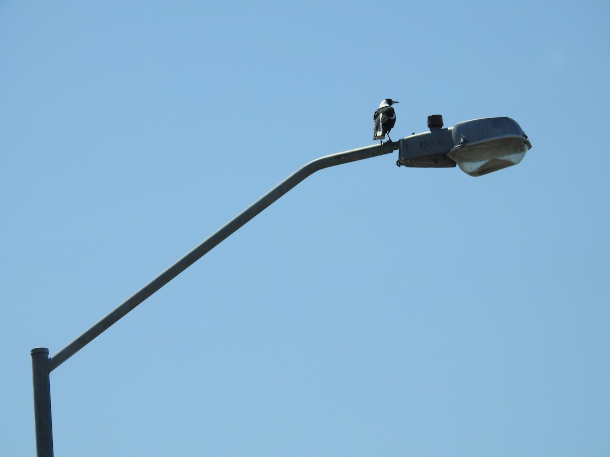 Australian Magpie - ML642697194