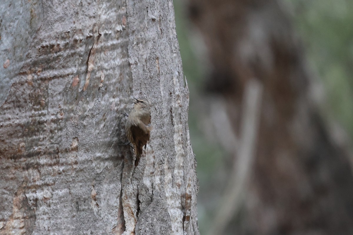 Brown Treecreeper - ML642697195