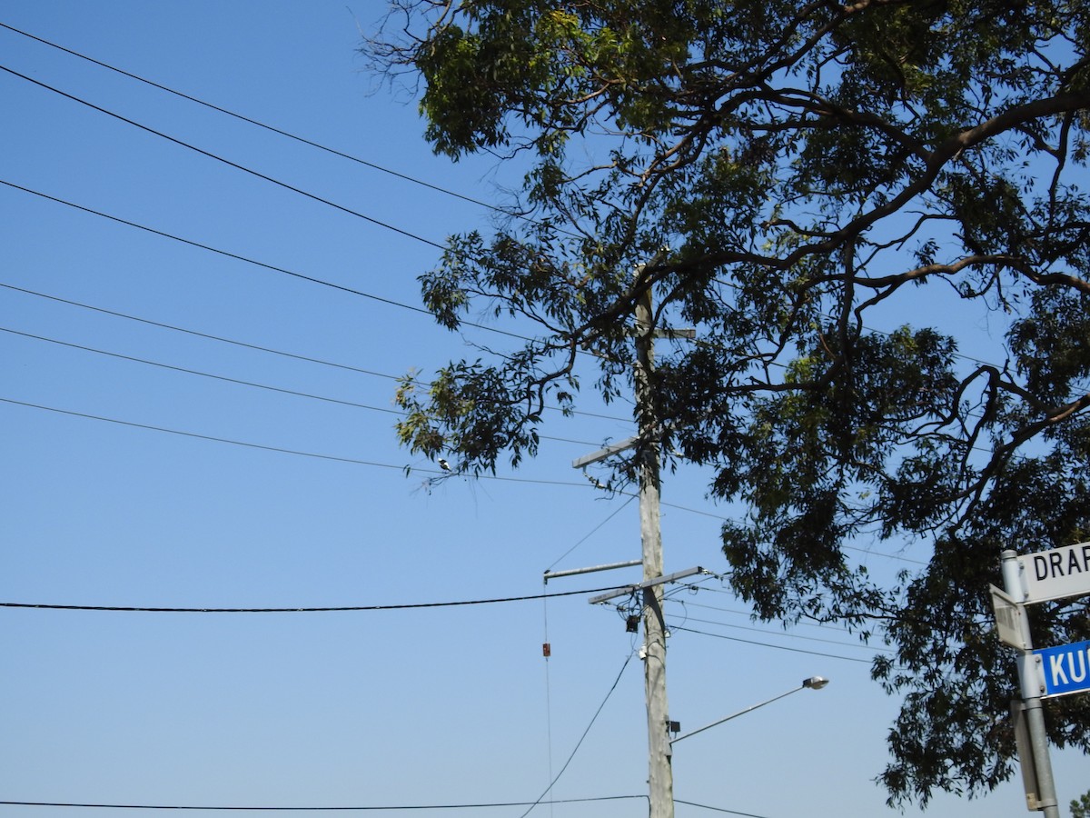 Australian Magpie - ML642697197