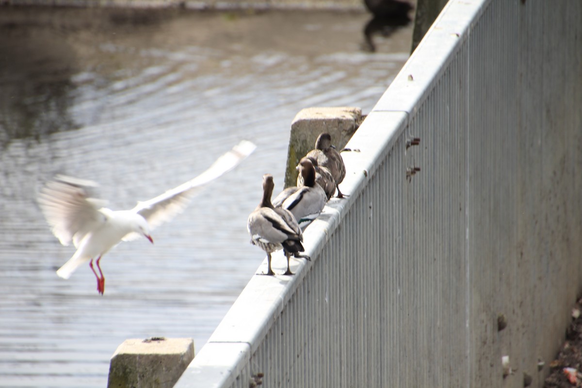Silver Gull - ML642697198