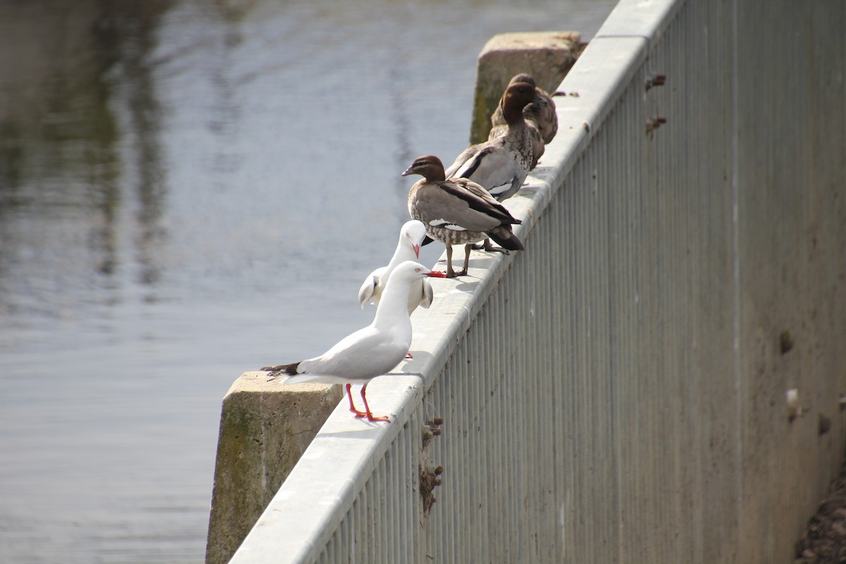 Silver Gull - ML642697199