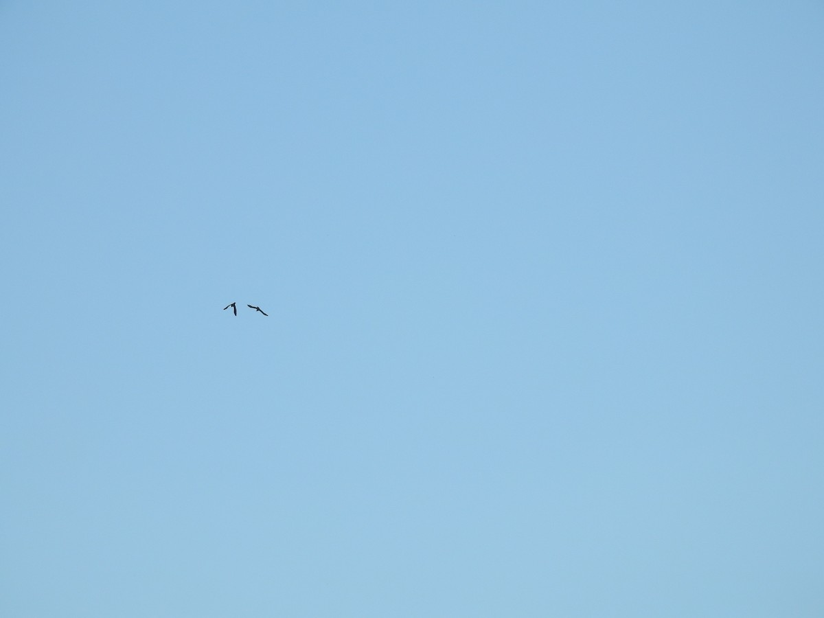 Torresian Crow - ML642697200