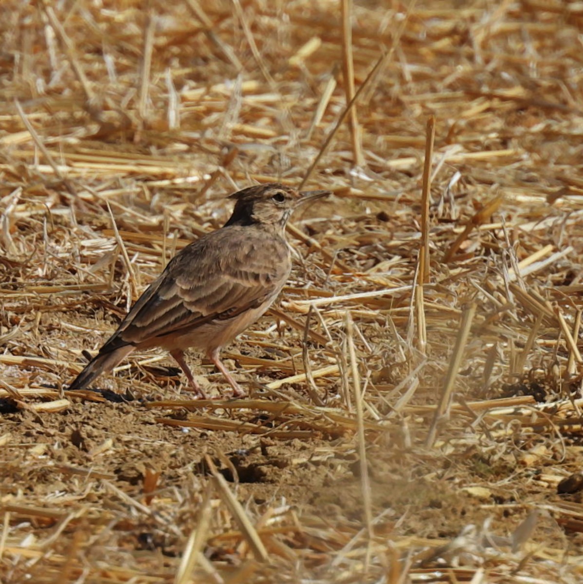 עפרוני מצויץ - ML642697202