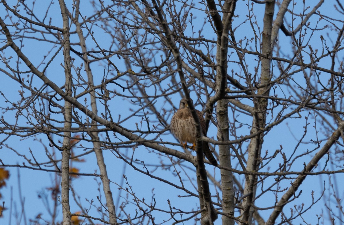 Turmfalke - ML642697228