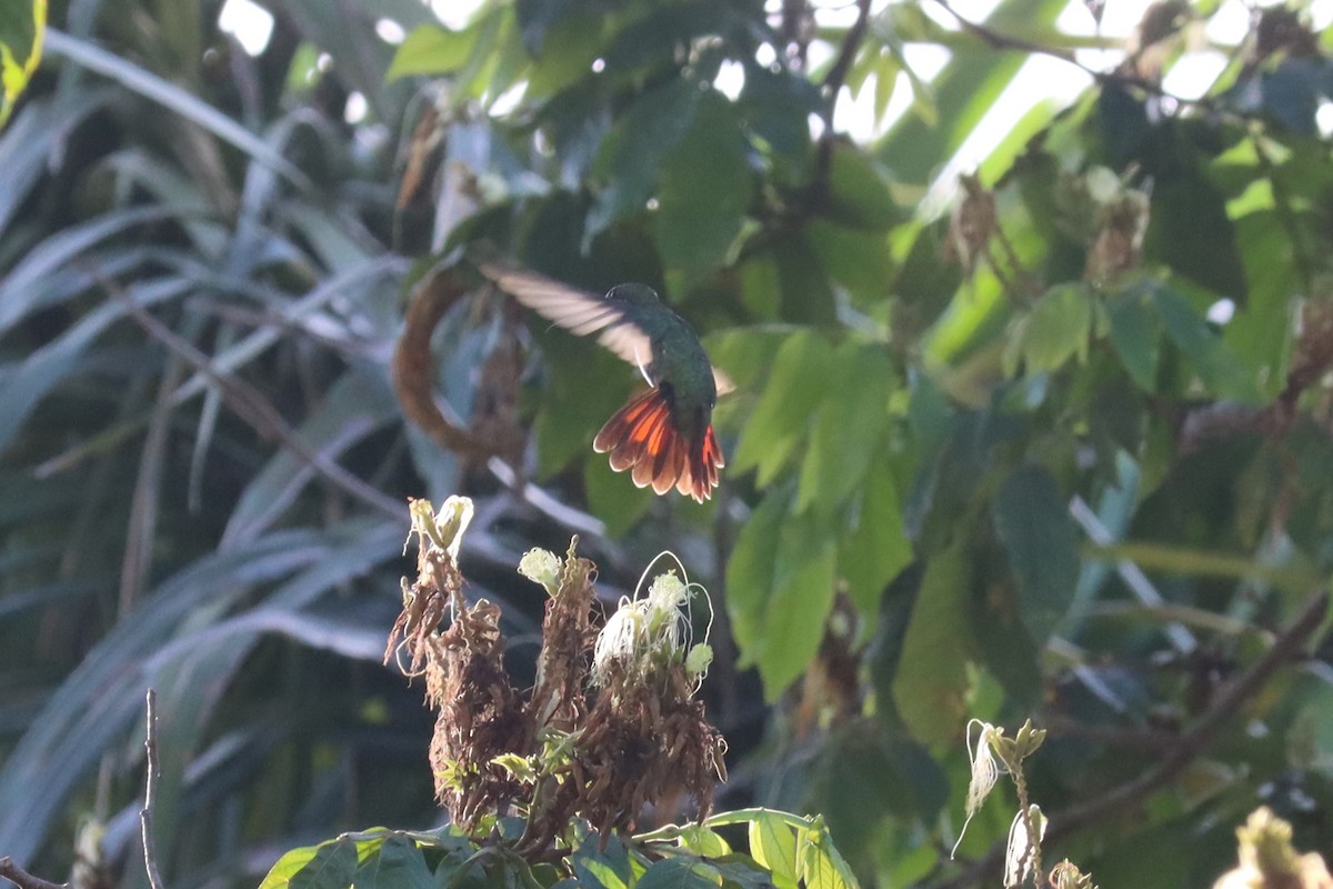 Dominikanermangokolibri - ML642697233