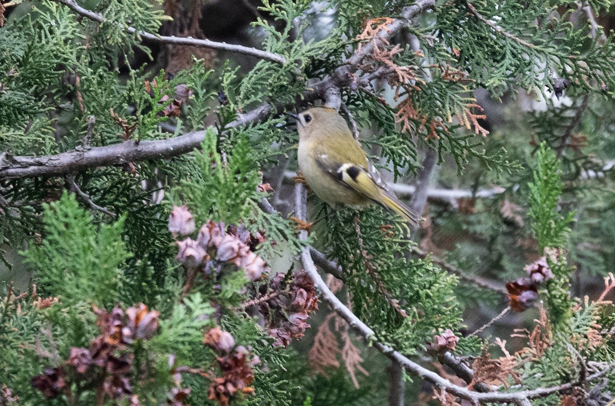 Wintergoldhähnchen - ML642697236