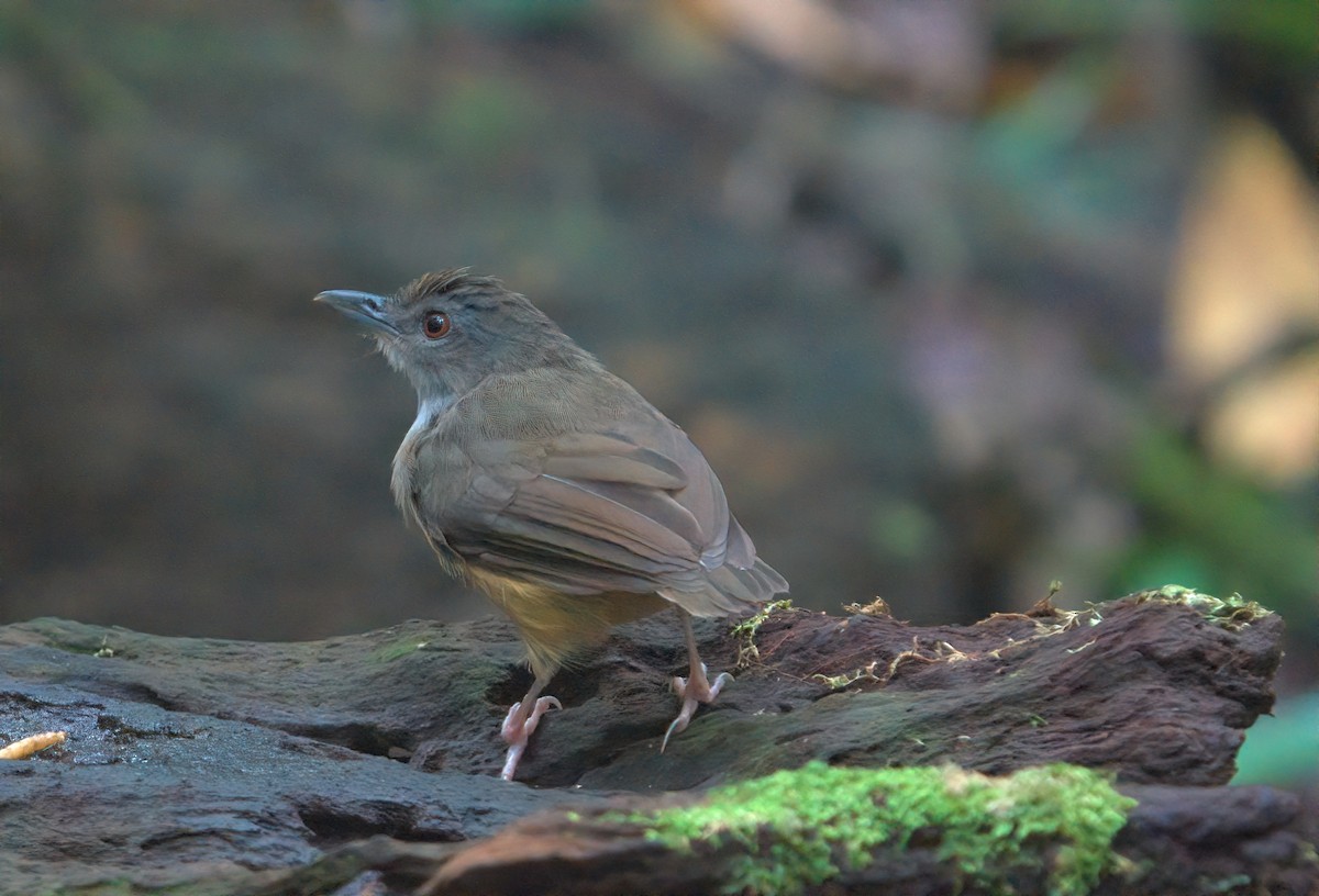 Horsfield's Babbler - ML642697253