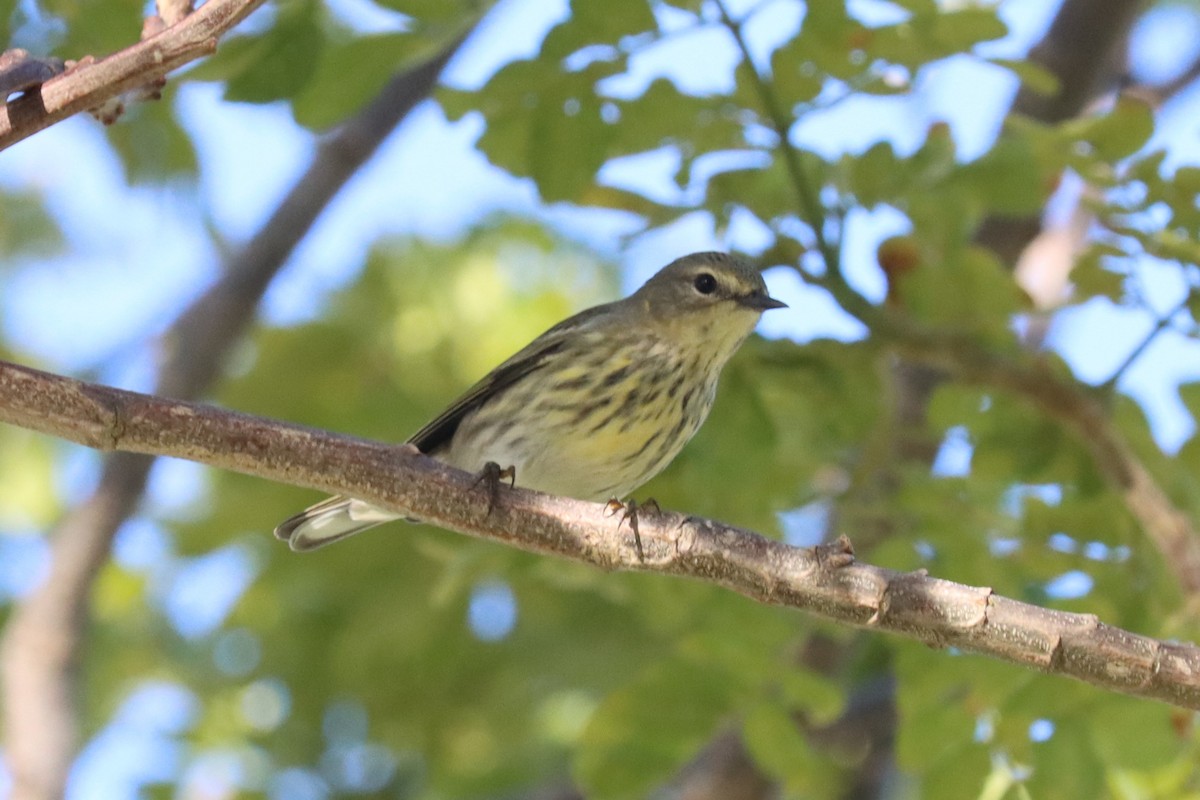 Cape May Warbler - ML642697263