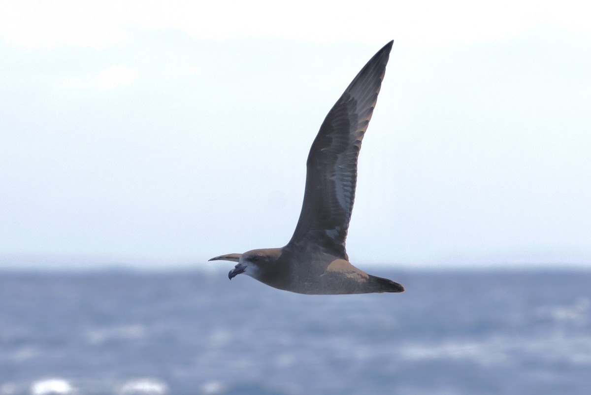 Gray-faced Petrel - ML642697264