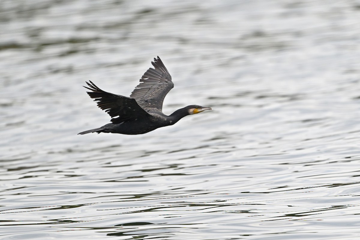 Grand Cormoran (sinensis/hanedae) - ML642697265