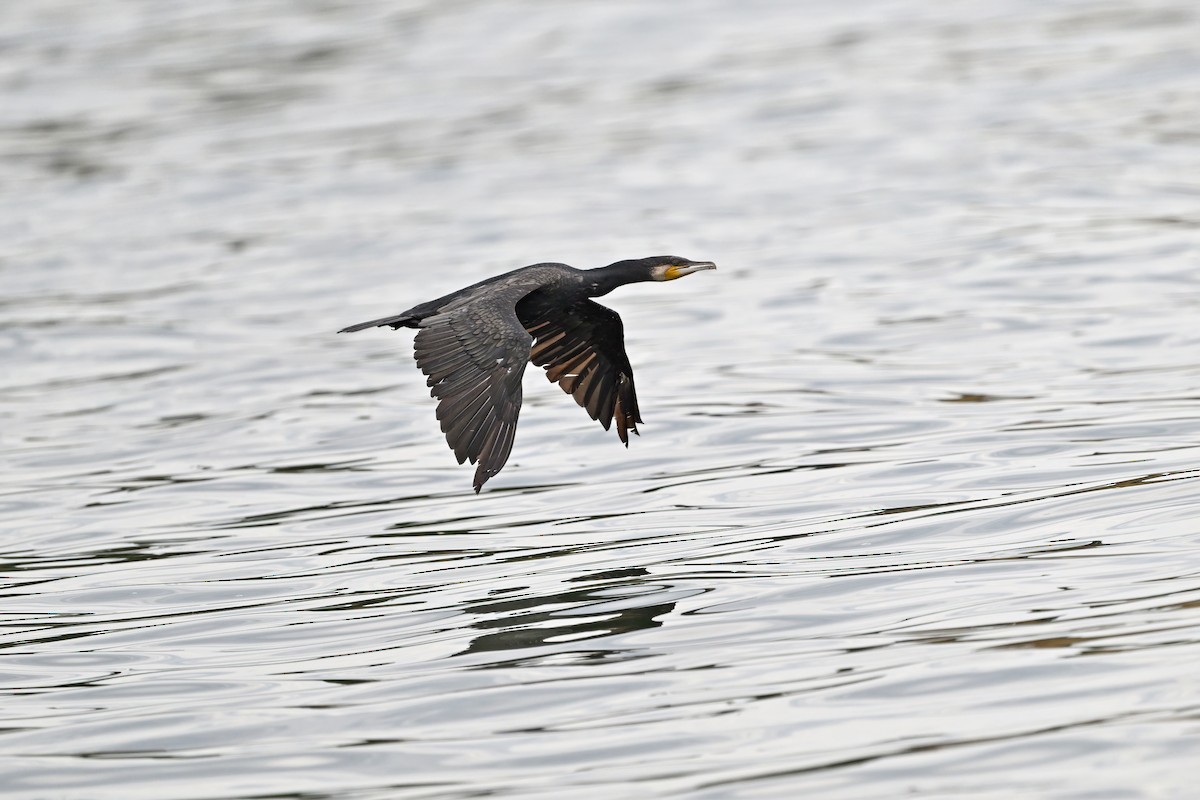 Grand Cormoran (sinensis/hanedae) - ML642697266