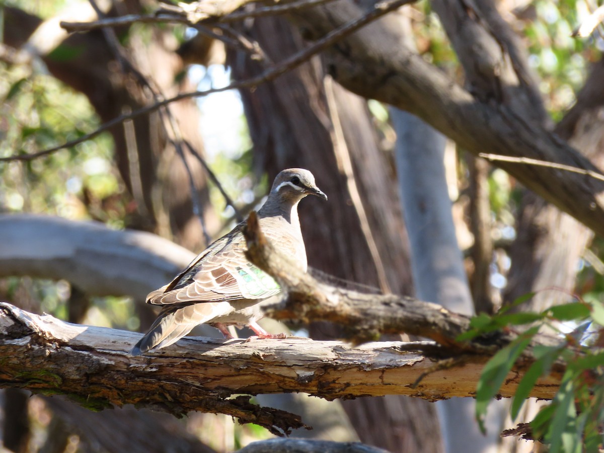 Common Bronzewing - ML642697270